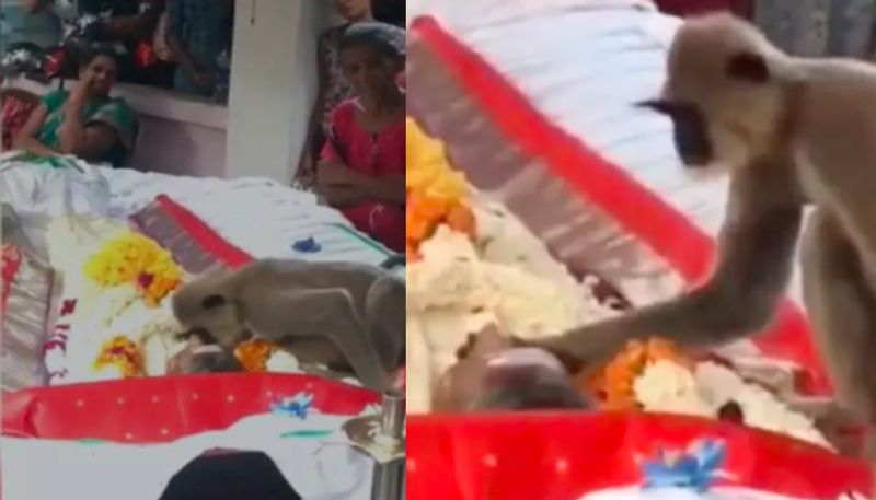 monkey attends funeral of man who used to feed him