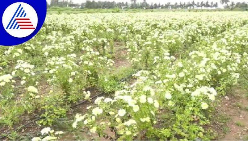 Flower Crop Damage Due to Rain in Gadag grg