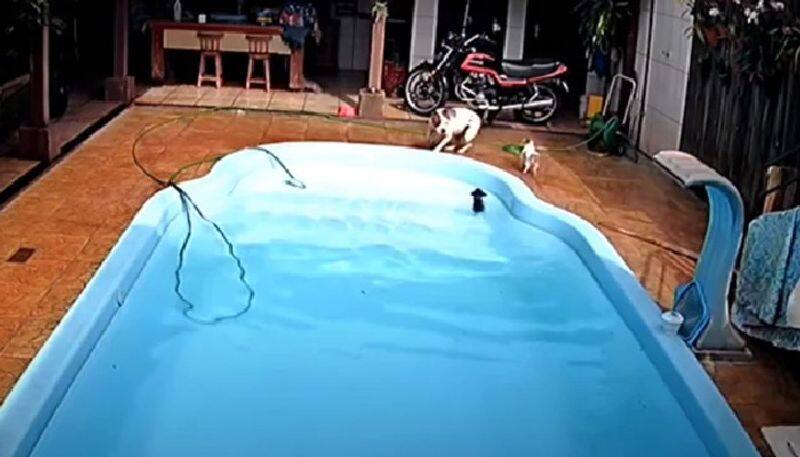 pitbull saves puppy from swimming pool 