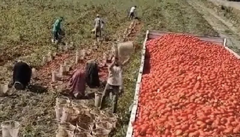 mans technique of loading a truck with tomatoes goes viral in internet 