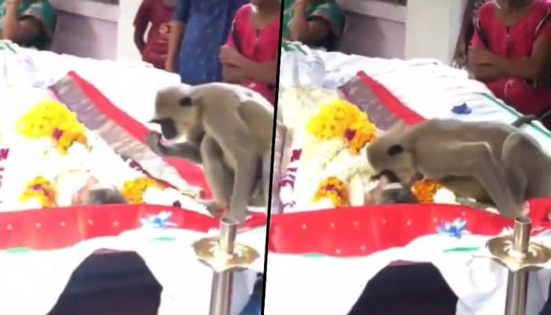 Monkey attends funeral of 'human companion', attempts to wake him up; heartwarming video goes viral - gps