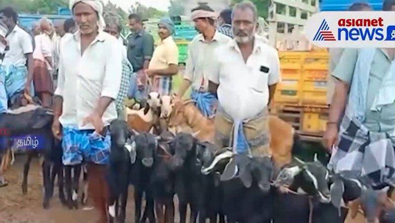 Diwali festival Goats sold at Gingee weekly market for Rs. 9 crores! - Farmers are happy