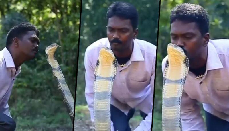 Man kisses King cobra on its head. Internet reacts as video goes viral