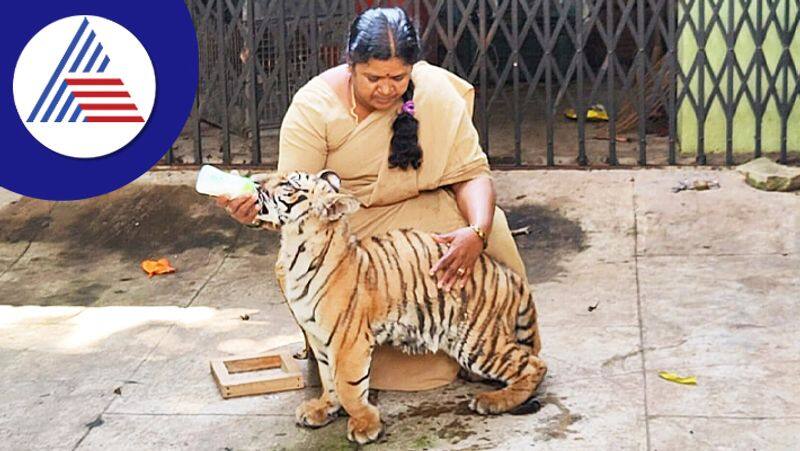 staff and doctors  fosterage unwell tiger cub in Bannerghatta Biological Park gow