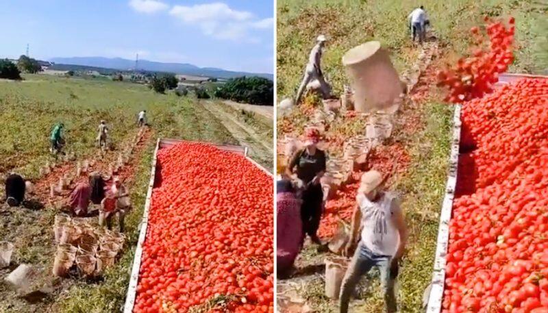 Tomato prices fall! - Protest by throwing tomatoes in front of the Coimbatore Collector's Office!