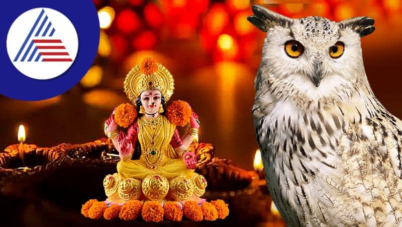 Know Benefits Of Keeping An Owl At Home Or Office vaastu tips for owl statue roo