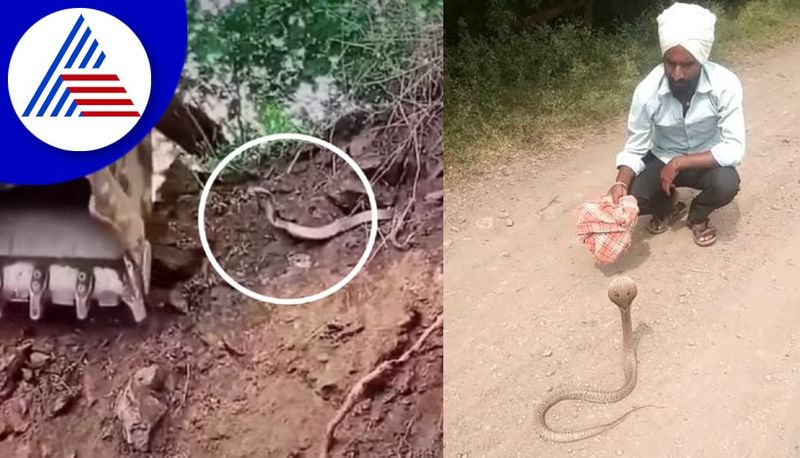 monsoon rain effect snake menace raises concern across the vijayapura district gvd