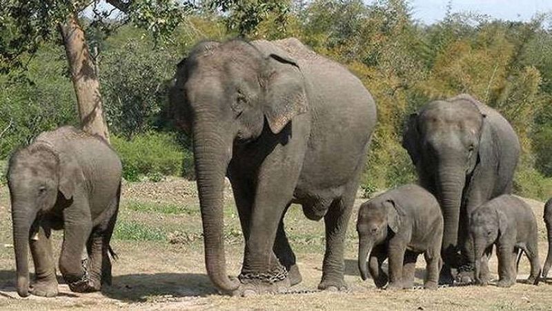 Elephant herd obstrucked  transport  in Chittoor district