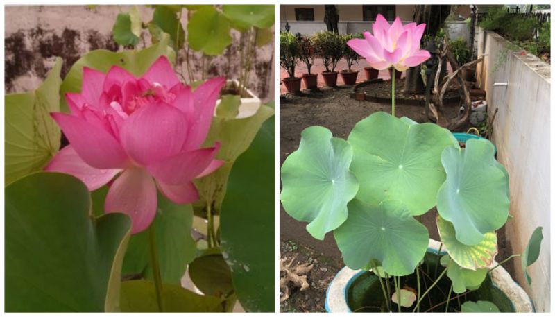 how to grow lotus at home