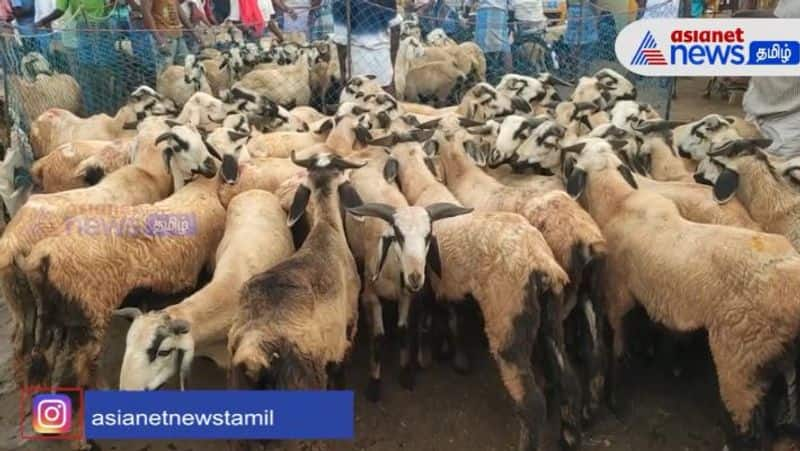 Ahead of Diwali festival sale of goats in Samayapuram goat market is slow