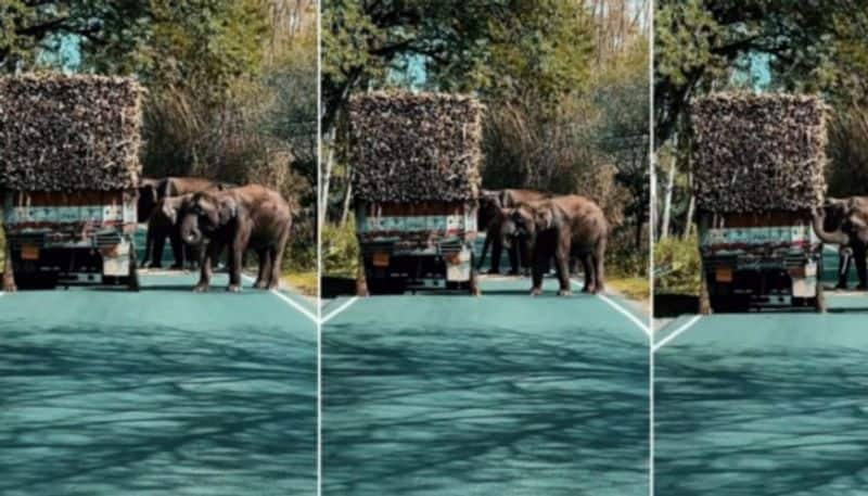 Elephants stop truck carrying sugarcane to take