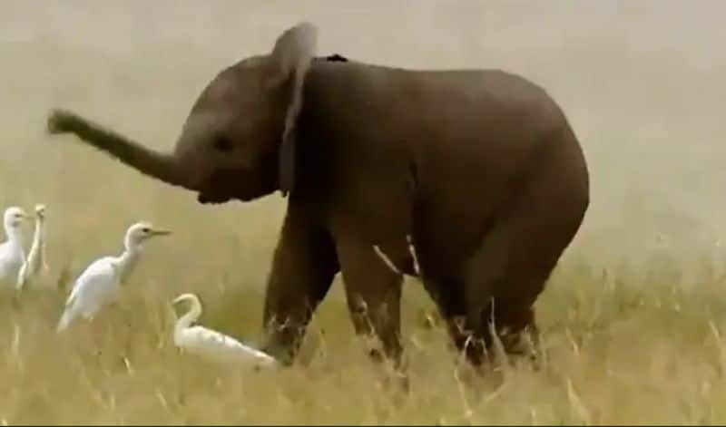 viral video of an elephant calf that unable to control its trunk 