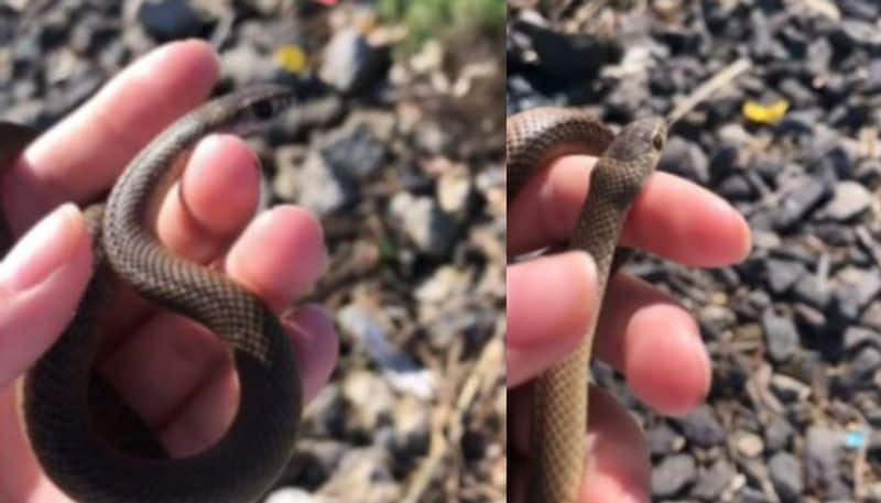 11 Year Old Girl Plays With Deadly Snake