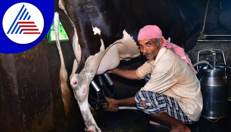 Dairy farmers suffer from loss due to rise in animal feed pricesrav