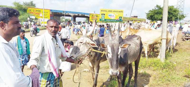 Lumpy Skin Disease Cattle victims of the disease got Compensation rav