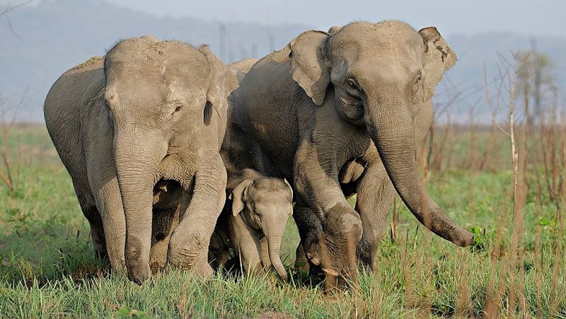 3 More Elephants Shift from Sakrebailu Elephant Camp At Shivamogga gvd