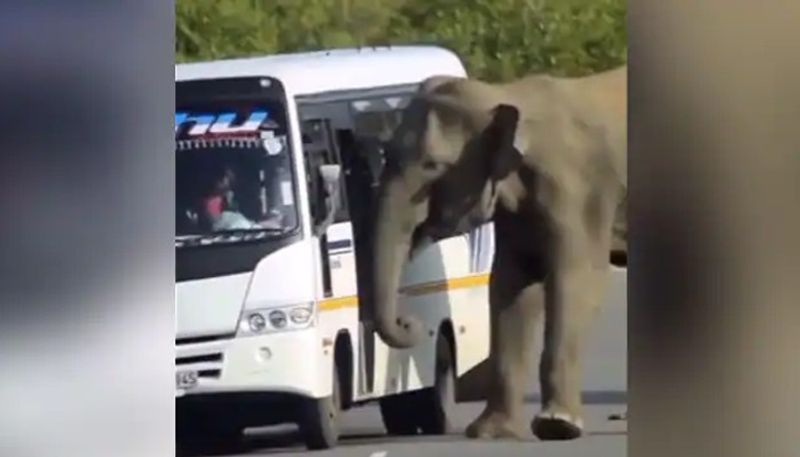 elephant tries to enter in to bus video goes viral 