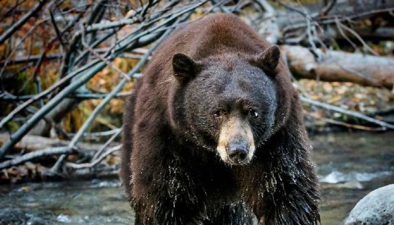 bear and cub destroy car after traps inside it accidently 