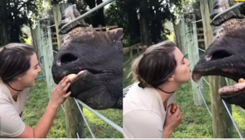 Girl kisses Rhino in Viral Video