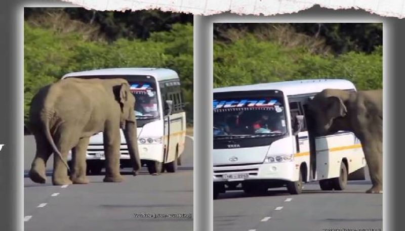 elephant tries to enter bus 