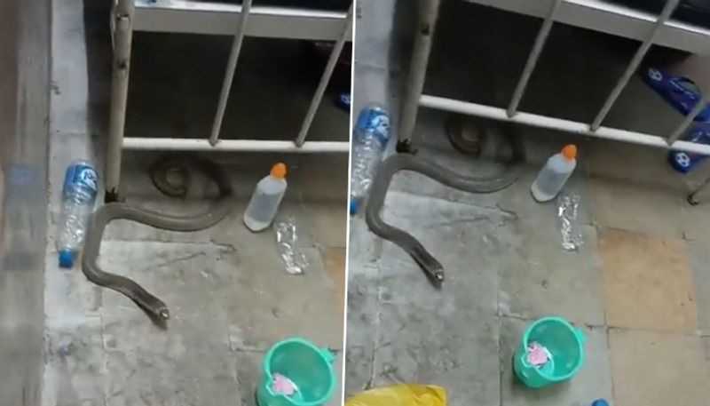 Snake Found Under Patients Bed in Hospital