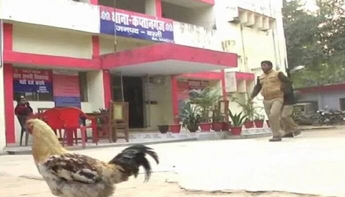 यूपी के इस थाने में रहता है 'मुर्गों' का जमावड़ा, पुलिस भी करती है निगरानी