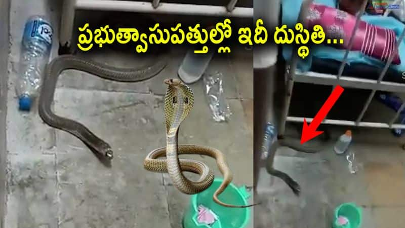 Snake spotted in warangal mgm hospital 