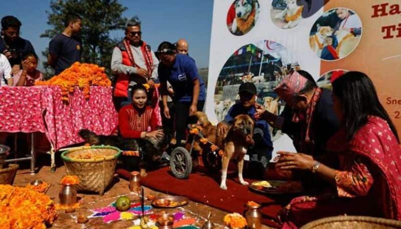 Dogs Treat with Garlands During A Special Festival In This Country