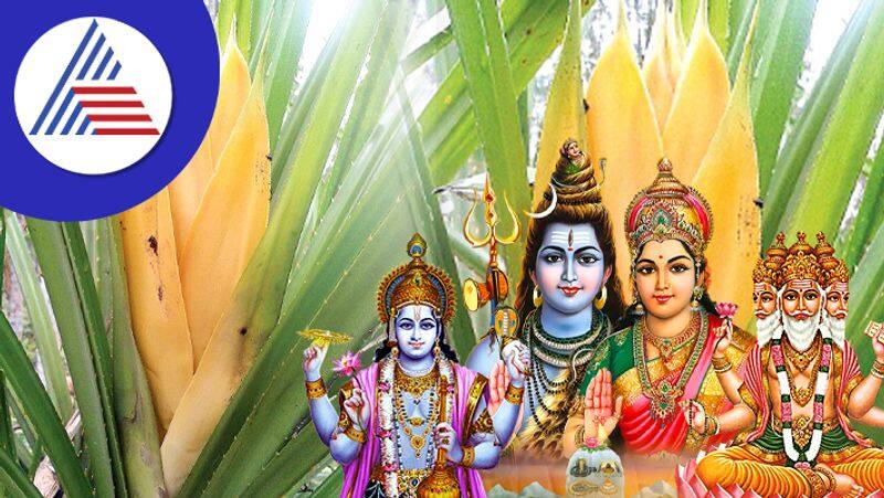 Why Ketaki Flower Is Not Offered To Lord Shiva