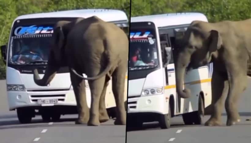 Watch: Elephant attempts to get inside bus, find out what happens next