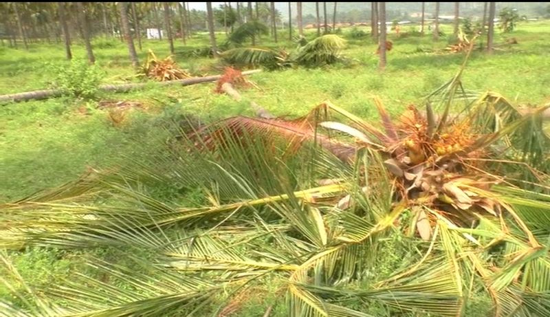 elephants had entered into farmlands and uprooted coconut trees at coimbatore