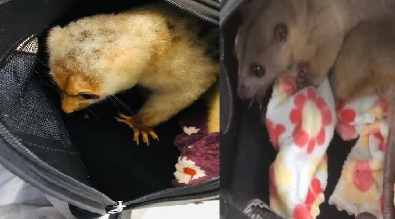 Rare animals that were smuggled in the plane from thailand