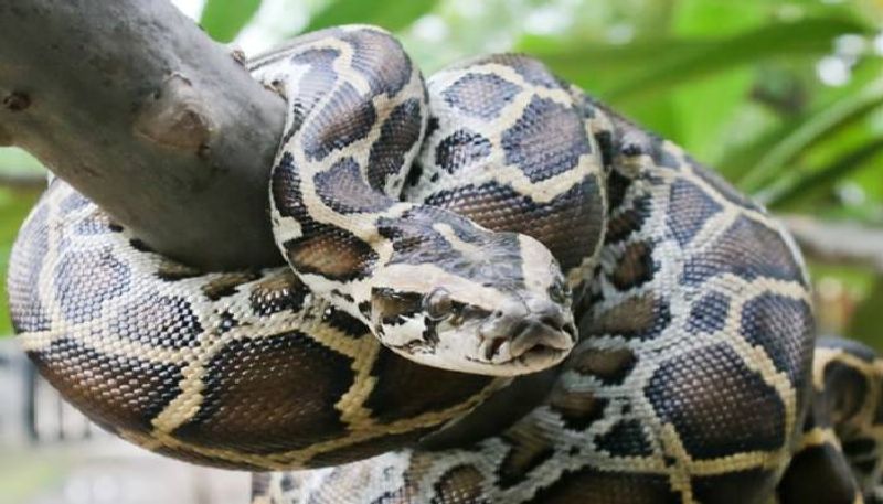 viral video: In Florida, a 5-foot alligator was discovered inside a Burmese python.