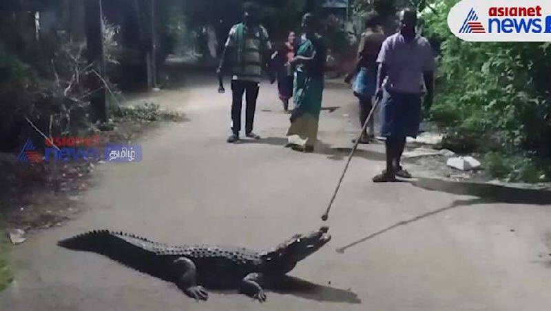 A crocodile entered the town near Tambaram! People panic!