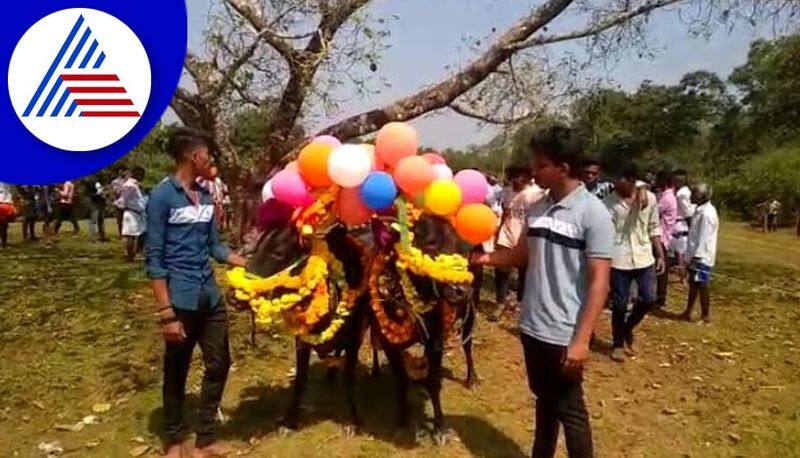 Special GoPuje in Uttara Kannada District on the occasion of Deepavali gvd