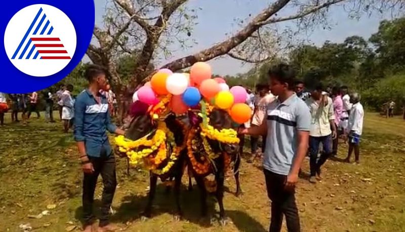 Special GoPuje in Uttara Kannada District on the occasion of Deepavali gvd