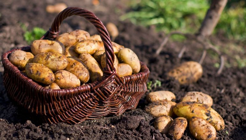 potato face packs for glowing skin 