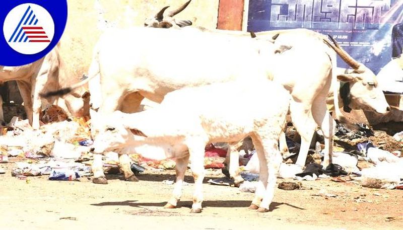 Lumpy Skin Disease in Stray Cattle too in Gadag grg