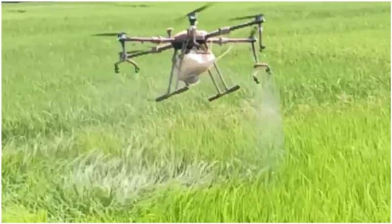 drone protection for cultivation of chekadi paddy field 