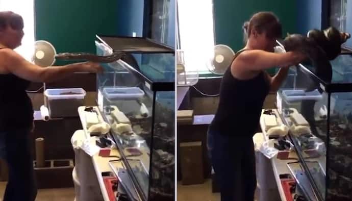 Watch: Pet snake attacks owner while removing it from cage; netizens terrified