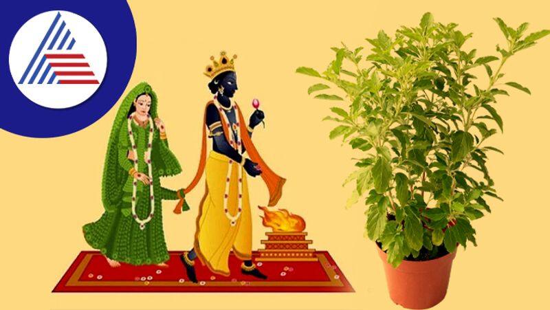 Tulsi Vivah : Do these remedies to make your married life happier