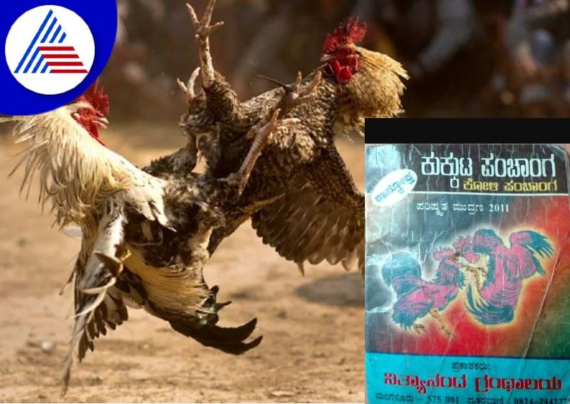 kukkuta panchangam asys astrology of hens to win in Koli anka skr