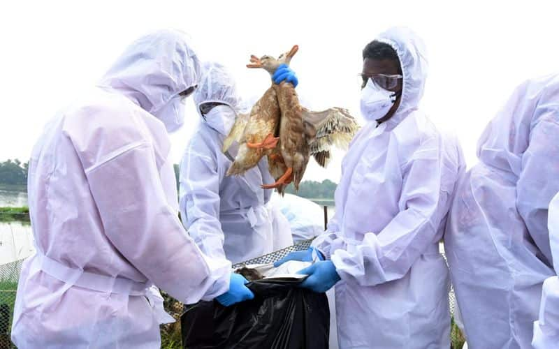 Bird flu 20471 ducks will be killed today in Alappuzha 