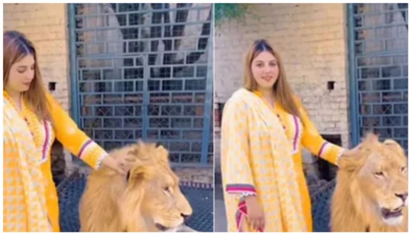 woman pets scratches lions head in viral video