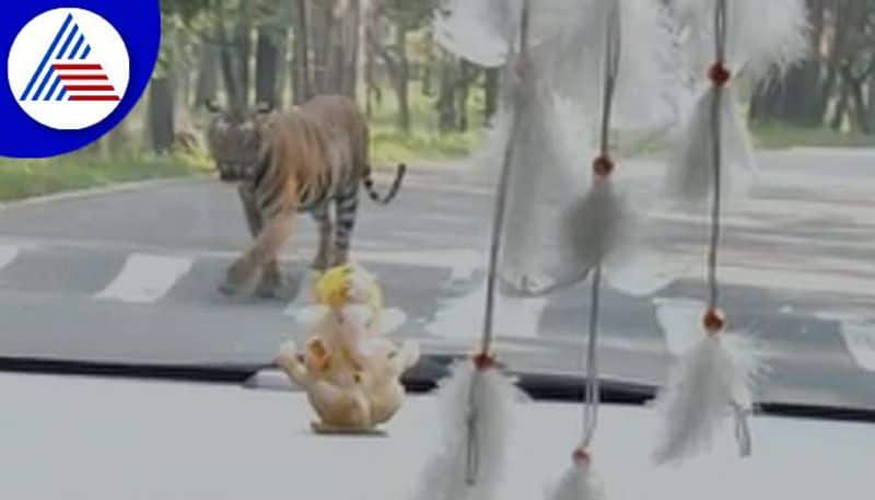 Tiger Visible in Bandipur Forest in Chamarajanagara grg