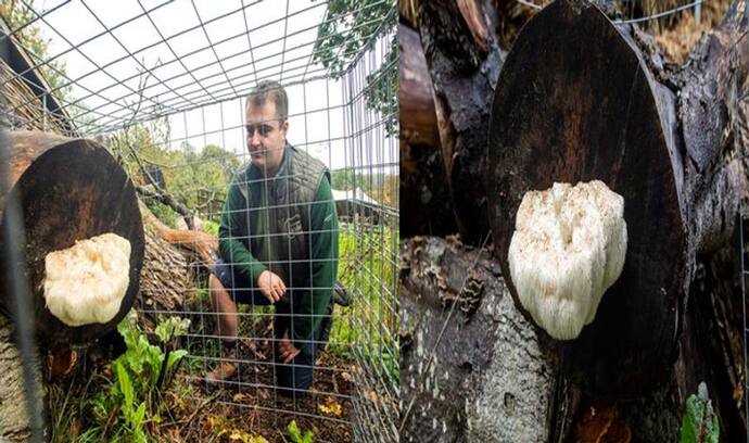 Hairy Mushroom को छूने पर हो सकती है जेल, पिंजरे में किया गया है कैद, जाने इसके पीछे की बड़ी वजह 