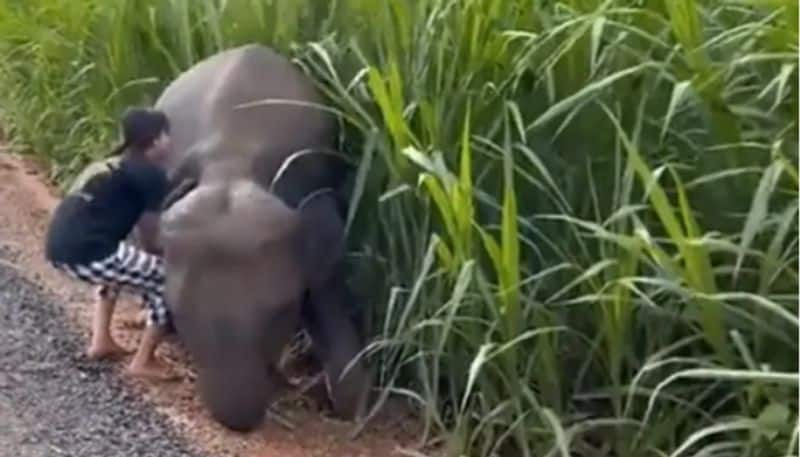 Girl Helps Baby Elephant Whose Leg Was Stuck In Mud