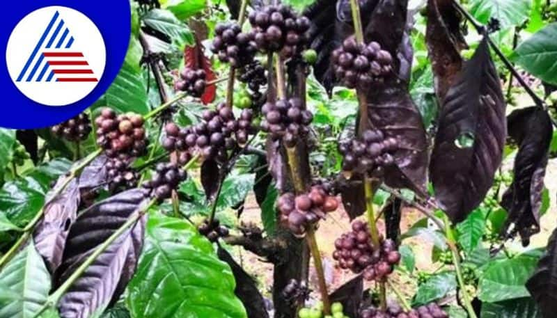 Arabica coffee is ripening early in Kodagu rav