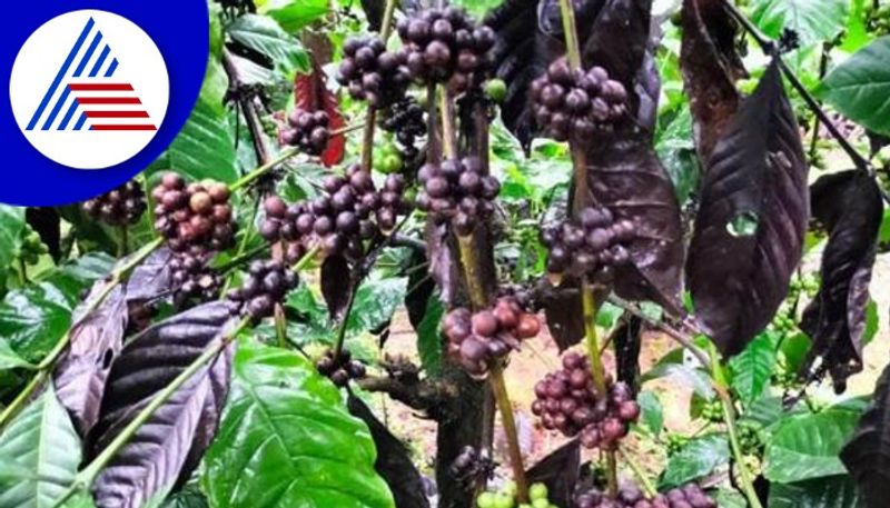 Arabica coffee is ripening early in Kodagu rav