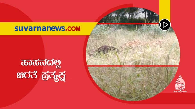 People Anxious About Leopard Attack on Cow in Chikkamagaluru grg